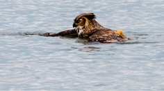 Neuveríte, čo plávalo v jazere