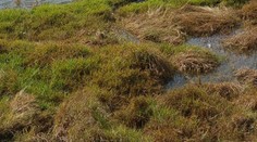 Vidíte na fotke aligátora? Možno práve tento vtiahol do vody malého chlapca