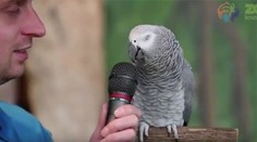 Tento papagáj je hitom internetu. Vo videu napodobňuje stovky zvukov a slov