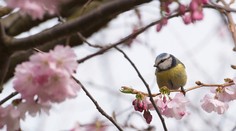 Vyťahujte jarníky, poriadne sa oteplí