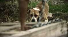 Držia ich na psie zápasy? Na bývalom družstve sme našli asi 70 psov