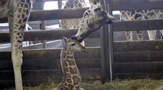 Najnovší prírastok bratislavskej ZOO je samček žirafy. Meno mu vyberiete vy