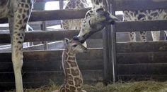 Najnovší prírastok bratislavskej ZOO je samček žirafy. Meno mu vyberiete vy