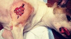 Otrasné: Muž potetoval vlastného psa! Milovníci zvierat sú pobúrení