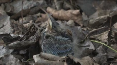 Viete, čo máte robiť, ak nájdete opustené vtáča? Zobrať ho domov je trestné