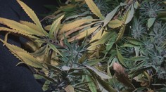 Posun v drogovej politike. Podľa návrhu už nemajú za prechovávanie marihuany hroziť drakonické tresty