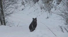 Video, na ktorom sa lesník prihovára medveďovi, sa stalo veľkým hitom