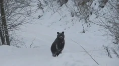 Video, na ktorom sa lesník prihovára medveďovi, sa stalo veľkým hitom