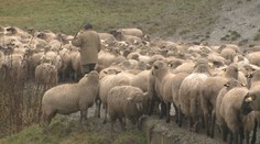 Oviec na našich pasienkoch ubúda. Hrozí, že tradičné salaše o pár rokov zaniknú