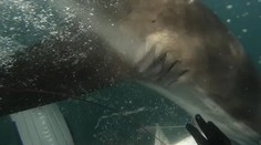 VIDEO: Žralok vytrhol mladíkovi ulovenú rybu. Len o centimetre minul jeho prsty