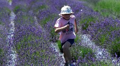 Vo Svinnej pri Trenčíne organizovali samozber levandule. Pozrite sa na to nádherné pole