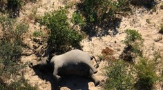 Chodili v kruhoch a nakoniec spadli na zem mŕtvi. Vedci rozlúštili záhadu hromadného úhynu slonov v Afrike