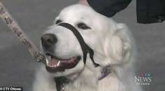 VIDEO: Pes hrdina zachránil svoju majiteľku. Fantastické, čo urobil, keď odpadla na ulici