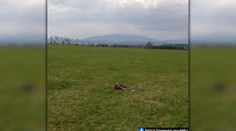 Pytliactvo na Orave: Štvorkolkári podľa polície zrazili srnca a gravidnú srnu a odrezali im nohy