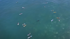 VIDEO: Sú k nám oveľa bližšie, než si myslíme. Dron odhalil pohyb žralokov neďaleko pláží