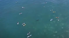 VIDEO: Sú k nám oveľa bližšie, než si myslíme. Dron odhalil pohyb žralokov neďaleko pláží