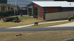 Krutosť vodiča nemá obdobu: Autom zabil v Austrálii 20 kengúr