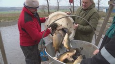 Kúpite kapra a pustíte ho naspäť do jazera? Určite zomrie