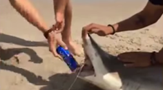 Mladík chcel zaujať, teraz mu nadávajú. Toto urobil bezmocnému žralokovi