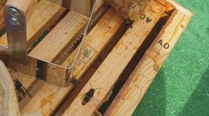 Obávaný zabijak je opäť o čosi bližšie Slovensku. Agresívny hmyz už spozorovali v Nemecku