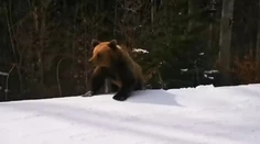 Minúty strachu. Inštruktora lyžovania na zjazdovke prenasledoval medveď