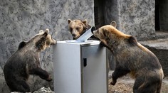 Poľovníci spochybnili počet medveďov. Zverejnili vlastné čísla