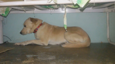 Kým ľudia oslavujú, psy prežívajú chvíle hrôzy. Odborníci radia, ako zvládnuť silvestrovskú noc