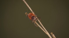 Kliešte už ožívajú! Nájdeme ich aj tam, kde doteraz neboli