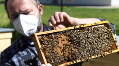 Chorvátsko postihol hromadný úhyn včiel. Mŕtveho hmyzu je toľko, že ho zhŕňajú lopatami