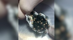 Nič pre arachnofobikov. Zo zámotku vyliezla stovka jedovatých pavúkov