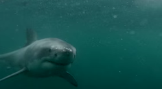 Muž skočil z útesu rovno pred žraloka. Video má vyše 10 miliónov kliknutí!