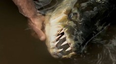 Túto rybu by ste vo vode stretnúť nechceli. Vidieť ju môžete aj u nás, našťastie iba v ZOO