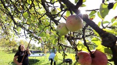 Záhradkárom opadávajú jablká už v auguste. Skúsení ovocinári prezradili zásadnú chybu