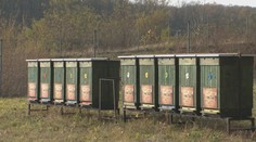 Cestári si na chlieb natierajú med z diaľnice: Úle popri R1 prinášajú prvú úrodu