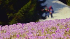 Ružová ulica, fialové lúky. Farebná paráda ohuruje turistov, fotografov aj zaľúbené páriky