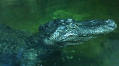 Aligátor, ktorý prežil spojenecké bombardovanie Berlína, zomrel v moskovskej ZOO