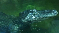 Aligátor, ktorý prežil spojenecké bombardovanie Berlína, zomrel v moskovskej ZOO