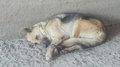 Dvaja tínedžeri zviazali vlčiakovi nohy aj pysk a hodili ho pri Kočiciach do šachty