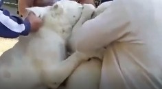 Zábery zo slovenských psích zápasov, ktoré trhajú srdce