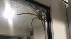 Rodinu vystrašil gigantický pavúk. Takého obrovského lovca ste ešte nevideli