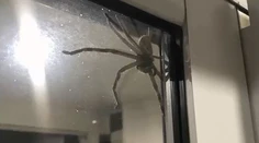 Rodinu vystrašil gigantický pavúk. Takého obrovského lovca ste ešte nevideli