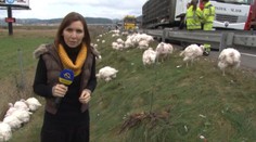 Diaľnicu D1 medzi Bytčou a Žilinou zablokovali morky