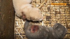 Zábery zo slovenskej norkovej farmy: Toto všetko pre jeden kožuch?!