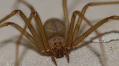 Turistu v Grécku neuhryzol pavúk, ako si lekári mysleli. Pitva odhalila skutočnú príčinu smrti