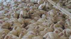 Hydinári varujú pred kritickou situáciou. Na pultoch bude možno drahšie mäso aj vajcia