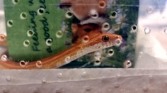 Našiel sa majiteľ hada, ktorý blúdil Kežmarkom. Neuveríte, kedy mu utiekol