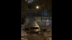 V bratislavskej Karlovej Vsi sa túlali diviaky. Jedného zastrelili