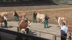 Príčesky, šminky a najnovšie módne trendy. V Nitre volili kravskú kráľovnú krásy