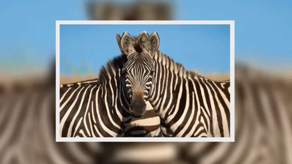 Fotka, ktorá pobláznila internet. Dokážete uhádnuť, ktorej zebre patrí hlava?