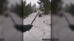 Zásahový tím usmrtil medvedicu v Nízkych Tatrách, rozsudok smrti jej podpísali nezodpovední turisti